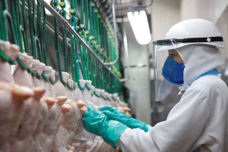 Cortes de frango calibrados e embalados de um fornecedor de frango congelado com selo de inspeção SIF e certificação Halal.